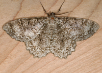 Epimecis hortaria