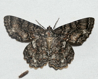 Epimecis hortaria