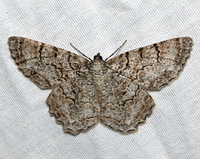 Epimecis hortaria