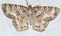 Epimecis hortaria