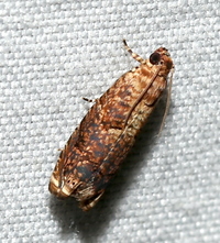 Episimus argutana