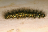 Estigmene acrea