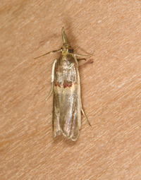 Etiella zinckenella