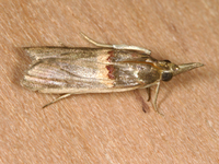 Etiella zinckenella