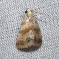 Eublemma minima