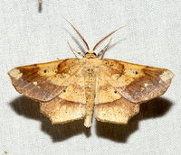 Euchlaena amoenaria