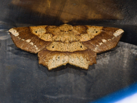 Euchlaena amoenaria