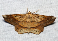 Euchlaena amoenaria