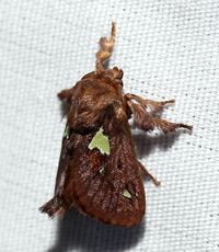Euclea delphinii