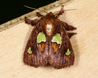 Euclea delphinii