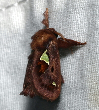 Euclea delphinii