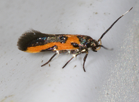 Euclemensia bassettella