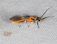 Euclemensia bassettella