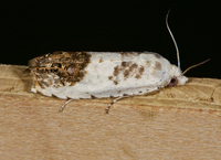 Eucosma giganteana