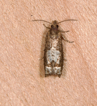 Eucosma parmatana