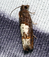 Eucosma parmatana