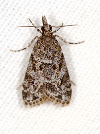 Eudonia heterosalis