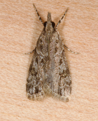 Eudonia heterosalis