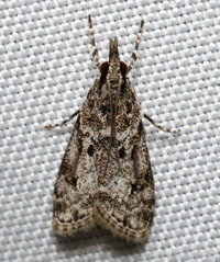 Eudonia heterosalis
