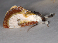 Eudryas grata