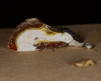 Eudryas grata