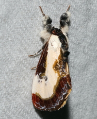Eudryas grata