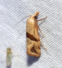 Eugnosta sartana