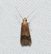 Eulogia ochrifrontella
