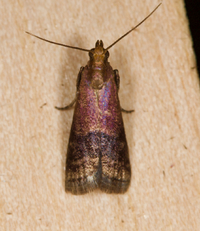 Eulogia ochrifrontella