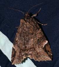 Euparthenos nubilis