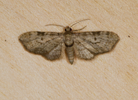 Eupithecia absinthiata
