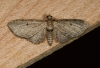 Eupithecia absinthiata