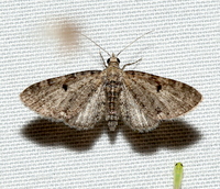 Eupithecia miserulata