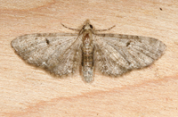 Eupithecia miserulata