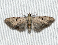 Eupithecia miserulata