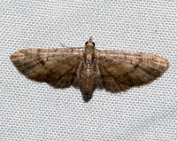 Eupithecia palpata