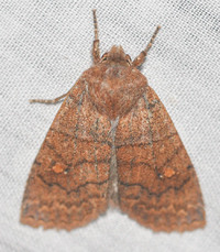 Eupsilia unidentified species