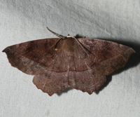 Eutrapela clemataria