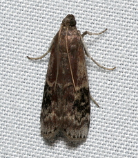 Euzophera semifuneralis