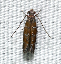 Exoteleia pinifoliella complex