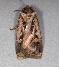 Feltia tricosa
