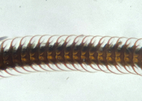 Feltia tricosa