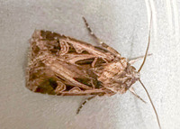 Feltia subgothica