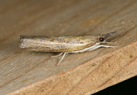 Fissicrambus mutabilis