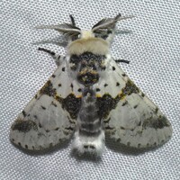Furcula borealis