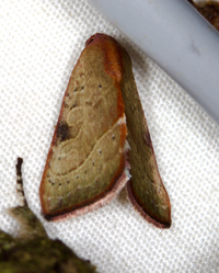 Galgula partita