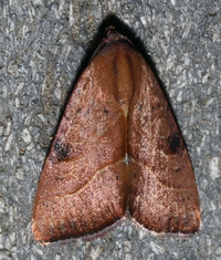 Galgula partita