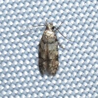 Gelechiidae unidentified species