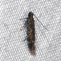 Glauce pectenalaeella