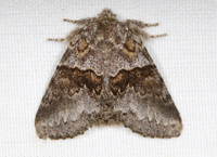 Gluphisia septentrionis